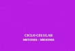 CICLO CELULAR MITOSIS - MEIOSIS. CICLO CELULAR Modelos experimentales y técnicas de estudio Modelos experimentales: Ovocitos Fusión de células en cultivos