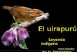 Avance automático El uirapurú Leyenda indígena de la Amazonia
