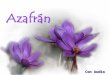Con Audio El azafrán (Crocus sativus) Es una planta con una varita tallosa, muy corta, rematada por una flor, la rosa del azafrán, abierta en forma
