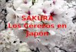 SAKURA Los Cerezos en Japón Todos los años,al inicio de la primavera, ocurre uno de los eventos más esperados del Japón.El florecimiento de los Cerezos