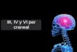 III, IV y VI par craneal. III par craneal: Motor ocular común Tiene una función completamente motora, es uno de los nervios que controla el movimiento
