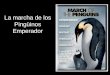 La marcha de los Pingüinos Emperador Un documental de Luc Jacquet
