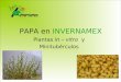 PAPA en INVERNAMEX Plantas in – vitro y Minitubérculos