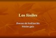 Los f³siles Proceso de fosilizaci³n F³siles gu­a