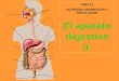 TEMA 11. NUTRICIÓN, RESPIRACIÓN Y CIRCULACIÓN. El aparato digestivo II