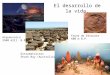 El desarrollo de la vida. Arqueozoico 3500 mill. B.P. Estromatolitos Shark Bay (Australia) Fauna de Ediacara 600 m B.P