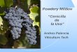 Powdery Mildew Cenicilla de la Uva Andres Palencia Viticulture Tech