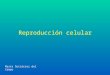 Reproducción celular Marta Gutiérrez del Campo. El ciclo celular La vida de una célula consta de dos etapas diferentes: interfase y división El conjunto