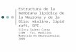 Estructura de la membrana lipídica de la Neurona y de la Glia: mielina, lipid raft, GPI. Silvia Suárez Cunza CIBN – Fac. Medicina Maestría en Neurociencias