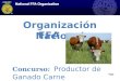 Organización Nacional FFA Concurso: Productor de Ganado Carne mgs