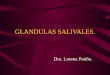 GLANDULAS SALIVALES. Dra. Lorena Patiño.. GENERALIDADES. Las glándulas salivales son exocrinas. Se clasifican en glándulas salivales mayores y menores