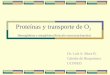 Proteínas y transporte de O 2 Hemoglobina y mioglobina (Relación estructura:función) Dr. Luis A. Mora B. Cátedra de Bioquímica UCIMED