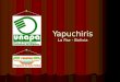 Yapuchiris La Paz - Bolivia. Formación de los yapuchiris Escuelas de campo Surgimiento de líderes Organización de CIALs 2000-2002