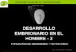BACHILLERATO MARIANISTAS + COMPAÑÍA DE MARÍA Prof. VÍCTOR M. VITORIA Anatomía y Fisiología Humanas - HISTOLOGÍA DESARROLLO EMBRIONARIO EN EL HOMBRE - 2