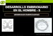 BACHILLERATO MARIANISTAS + COMPAÑÍA DE MARÍA Prof. VÍCTOR M. VITORIA Anatomía y Fisiología Humanas - HISTOLOGÍA DESARROLLO EMBRIONARIO EN EL HOMBRE - 5