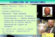 CLONACIÓN DE ORGANISMOS Dolly Parton. 1997 G. mamarias. Primer mamífero. Técnica: Tres ovejas –Exnucleación óvulo. Eliminar. –Exnucleación c. adulta donante