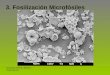 3. Fosilización Microfósiles Gonzalo Jiménez Moreno Curso 09-10