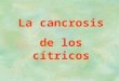 La cancrosis de los cítricos. Cancrosis en mandarina Nova