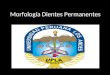 anatomia dientes permanentes