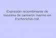 Expresión recombinante de lisozima de camarón marino en Escherichia coli