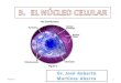 09/11/20131. Que el estudiante: Enumere las porciones del núcleo celular. Enumere los tipos de cromatina. Enumere los componentes de la cromatina. Describa