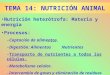 TEMA 14: NUTRICIÓN ANIMAL Nutrición heterótrofa: Materia y energía Procesos: –Captación de alimentos. –Digestión: AlimentosNutrientes –Transporte de nutrientes
