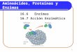1 Aminoácidos, Proteínas y Enzimas 16.6 Enzimas 16.7 Acción Enzimática