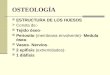 OSTEOLOGÍA ESTRUCTURA DE LOS HUESOS Consta de:- Tejido óseo- Periostio (membrana envolvente)- Medula ósea- Vasos- Nervios- 2 epífisis (extremidades)- 1