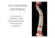 LA COLUMNA VERTEBRAL La columna vertebral, eje fundamental del movimiento corporal