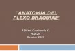ANATOMIA DEL PLEXO BRAQUIAL presentacion