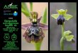 Orquídeas silvestres de la Región de Murcia ¡PLAZAS LIMITADAS! Domingo, 9 de marzo de 2014 PARQUE REGIONAL EL VALLE En colaboración con: 5€5€ 10 € SOCIOS