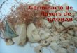 1 Germinació de llavors de BAOBAB. 2 PRÀCTICA DE LA GERMINACIÓ DE LA LLAVOR