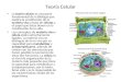 Teoría Celular La teoría celular es una parte fundamental de la Biología que explica la constitución de la materia viva a base de células y el papel que