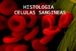 HISTOLOGIA CELULAS SANGUINEAS