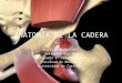 Anatomia de La Cadera