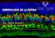 Embriología de la Retina