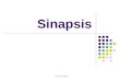 Sinapsis Quimica Ciclo Vital de Un Neurotransmisor 10