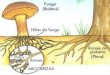 Etimológicamente, la palabra se ha formado del término griego “mykos” (hongo) y del vocablo latino “Rhiza” (raíz).  Se aplicó por primera vez a las