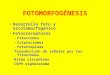 FOTOMORFOGÉNESIS Desarrollo foto y escotomorfogénico Fotorreceptores –Fitocromos –Criptocromos –Fototropinas Transducción de señales por los fitocromos