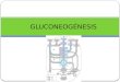 GLUCONEOGÉNESIS. Vía metabólica que resulta en la generación de la glucosa a partir de no-carbohidrato El otro medio de mantenimiento de la sangre de