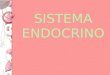 SISTEMA ENDOCRINO. Las piezas fundamentales de sistema endocrino son las hormonas y las glándulas. En calidad de mensajeros químicos del cuerpo, las hormonas