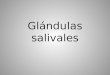 Glándulas salivales. Glándulas Salivales Menores Labiales Bucales Palatales Salivales Mayores Parótidas Submandibulares Sublinguales