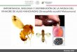 Diciembre, 2014 IMPORTANCIA, BIOLOGIA Y DISTRIBUCIÓN DE LA MOSCA DEL VINAGRE DE ALAS MANCHADAS (Drosophila suzukii Matsumura)