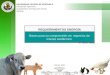 UNIVERSIDAD CENTRAL DE VENEZUELA Facultad de Agronomía Departamento de Producción Animal Maracay REQUERIMIENTOS ENERGÍA Bases para su comprensión en especies
