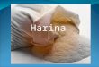 Harina La harina (término proveniente del latín farina, que a su vez proviene de far y de farris, nombre antiguo del farro) es el polvo fino que se obtiene