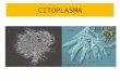 CITOPLASMA. INCLUSIONES DE GLUCÓGENO EN HEPATOCITO