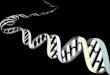 Marcadores Moleculares 1)Marcadores genéticos 2)Categorías de preguntas 3)Desde aloenzimas a NGS
