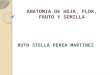ANATOMIA DE HOJA, FLOR, FRUTO Y SEMILLA RUTH STELLA PEREA MARTINEZ