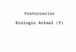 Protozoarios Biología Animal (T). Endosimbiosis: Teoría que habla del surgimiento del dominio Eukaria 4.5 a 3.5 mil millones de años: de la Geoquímica