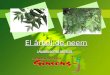 El árbol de neem ( Azadirachta indica). Antecedentes Antecedentes Árbol importado de la India en la década de los 90s por la asociacion de productores